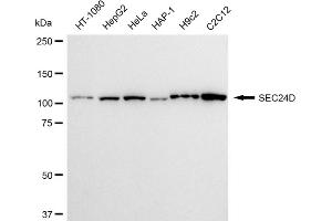 Western blotting analysis using SEC24D antibody (ABIN7800282). (Recombinant SEC24D antibody)