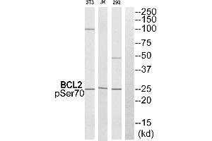 Western blot analysis of extracts from 293 cells.
