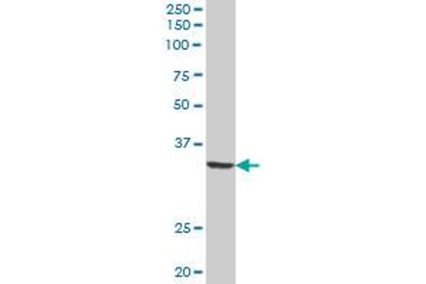 QPRT antibody  (AA 1-297)