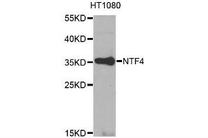 Western blot analysis of extracts of HT-1080 cells, using NTF4 antibody (ABIN1873968) at 1:1000 dilution.
