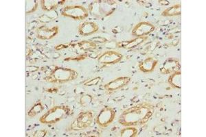 Immunohistochemistry of paraffin-embedded human kidney tissue using ABIN7160986 at dilution of 1:100 (NDUFS1 antibody  (AA 80-290))