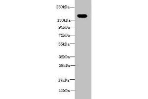 ADAMTS7 antibody  (AA 242-593)