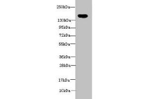ADAMTS7 antibody  (AA 242-593)