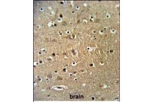 FA Antibody (Center) (ABIN653672 and ABIN2843004) IHC analysis in formalin fixed and paraffin embedded brain tissue followed by peroxidase conjugation of the secondary antibody and DAB staining. (STRIP1 antibody  (AA 352-381))