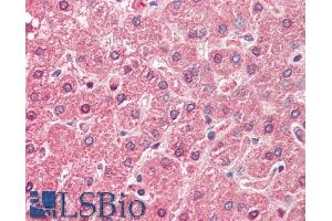 ABIN571255 (5µg/ml) staining of paraffin embedded Human Liver.