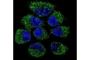 Immunofluorescence (IF) image for anti-Tumor Necrosis Factor Receptor Superfamily, Member 11b (TNFRSF11B) (AA 243-271) antibody (ABIN3029353)