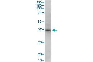 STX18 monoclonal antibody (M13), clone 2E5. (Syntaxin 18 antibody  (AA 101-199))