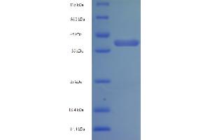 SDS-PAGE (SDS) image for Napsin A Aspartic Peptidase (NAPSA) (AA 64-420) protein (His tag) (ABIN5709991)