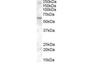 ABIN263210 (0. (KPNA6 antibody  (Internal Region))