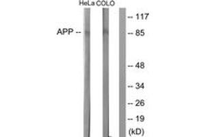 Western blot analysis of extracts from HeLa  and COLO205 cells, using Amyloid beta A4 (Ab-743/668) Antibody. (APP antibody  (AA 711-760))