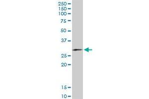 FAM3B monoclonal antibody (M07), clone 1E7. (FAM3B antibody  (AA 1-235))