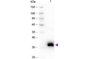 Western blot of Goat Anti-Rat IgG F(c) secondary antibody. (Goat anti-Rat IgG (Fc Region) Antibody - Preadsorbed)