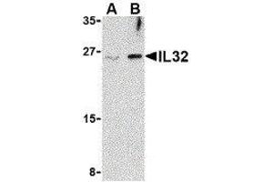 Western Blotting (WB) image for anti-Interleukin 32 (IL32) (Center) antibody (ABIN2475003) (IL32 antibody  (Center))