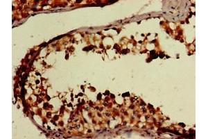 Immunohistochemistry of paraffin-embedded human testis tissue using ABIN7152652 at dilution of 1:100 (FAAH antibody  (AA 205-342))