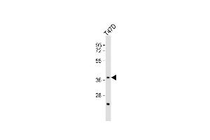 Anti-CTSV Antibody (N-Term)at 1:1000 dilution + T47D whole cell lysates Lysates/proteins at 20 μg per lane. (Cathepsin L2 antibody  (AA 94-129))