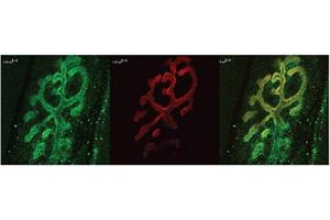 Bassoon Immunofluorescence. (Bassoon antibody  (N-Term))
