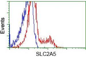 HEK293T cells transfected with either pCMV6-ENTRY SLC2A5 (RC200418) (Red) or empty vector control plasmid (Blue) were immunostained with anti-SLC2A5 mouse monoclonal (ABIN2452384, Dilution 1:1,000), and then analyzed by flow cytometry. (SLC2A5 antibody)