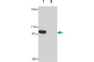 Western blot analysis of PION in EL4 cell lysate with PION polyclonal antibody  at 0. (GSAP antibody  (C-Term))