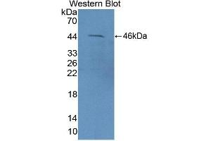 Detection of Recombinant FEz2, Rat using Polyclonal Antibody to Fasciculation And Elongation Protein Zeta 2 (FEz2) (FEZ2 antibody  (AA 1-375))