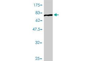 Western Blot detection against Immunogen (88. (CDC45 antibody  (AA 1-566))