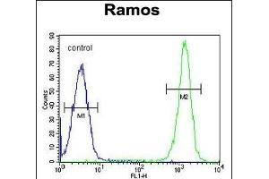 ETFA Antibody (C-term) (ABIN655079 and ABIN2844711) flow cytometric analysis of Ramos cells (right histogram) compared to a negative control cell (left histogram). (ETFA antibody  (C-Term))