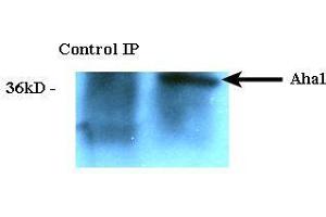Immunoprecipitation analysis using Rat Anti-Aha1 Monoclonal Antibody, Clone 25F2. (AHSA1 antibody  (Atto 390))