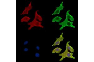 ABIN7097114 and ABIN7101181 staining Hela cells by IF/ICC. (LRRTM4 antibody)