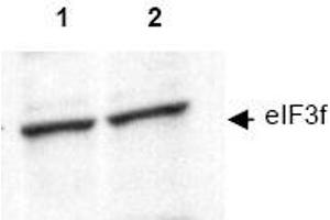 Image no. 1 for anti-Eukaryotic Translation Initiation Factor 3 Subunit F (EIF3F) (AA 114-125) antibody (ABIN401344) (EIF3F antibody  (AA 114-125))
