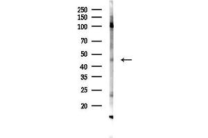 anti-Milk Fat Globule-EGF Factor 8 Protein (MFGE8) (C-Term) antibody