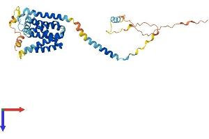 Transmembrane Protein 198 (TMEM198) (AA 1-360) protein (His tag)