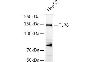 Western Blotting (WB) image for anti-Toll-Like Receptor 8 (TLR8) (AA 849-1041) antibody (ABIN3022015)