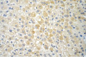 Immunohistochemistry was performed on paraffin-embedded mouse liver using NFKB1 antibody (ABIN7799638), 1:200).
