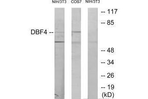 Western blot analysis of extracts from NIH-3T3 cells treated with H2O2 (100uM, 30 mins) and COS-7 cells treated with PMA (125 mg/mL, 30 mins), using DBF4 antibody. (DBF4 antibody  (N-Term))