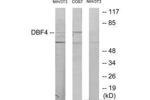 Western blot analysis of extracts from NIH-3T3 cells treated with H2O2 (100uM, 30 mins) and COS-7 cells treated with PMA (125 mg/mL, 30 mins), using DBF4 antibody.