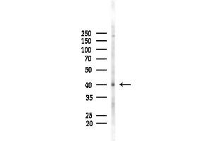 anti-Eukaryotic Translation Initiation Factor 2B, Subunit 2 Beta, 39kDa (EIF2B2) (Internal Region) antibody