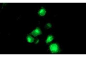 Anti-TMPRSS5 mouse monoclonal antibody (ABIN2454938) immunofluorescent staining of COS7 cells transiently transfected by pCMV6-ENTRY TMPRSS5 (RC223774). (TMPRSS5 antibody)