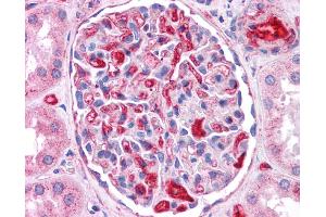 Immunohistochemistry (IHC) image for anti-Apolipoprotein E (APOE) (N-Term) antibody (ABIN2774066) (APOE antibody  (N-Term))