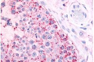 Immunohistochemical staining of human testis with MAS1 polyclonal antibody . (MAS1 antibody  (Extracellular Domain))