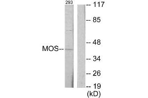 Western Blotting (WB) image for anti-Moloney Sarcoma Oncogene (MOS) (Internal Region) antibody (ABIN1849094) (MOS antibody  (Internal Region))
