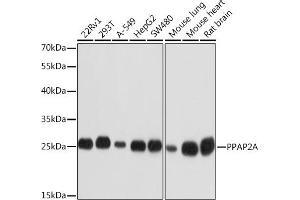 Western blot analysis of extracts of various cell lines, using PPA Rabbit pAb (ABIN3017289, ABIN3017290, ABIN3017291 and ABIN6220024) at 1:1000 dilution. (PPAP2A antibody  (AA 1-100))