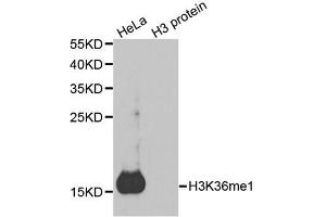 Western blot analysis of extracts of various cell lines, using MonoMethyl-Histone H3-K36 antibody. (Histone 3 antibody  (H3K36me))