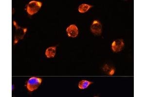 Immunofluorescence (IF) image for anti-Milk Fat Globule-EGF Factor 8 Protein (MFGE8) antibody (ABIN7256032)