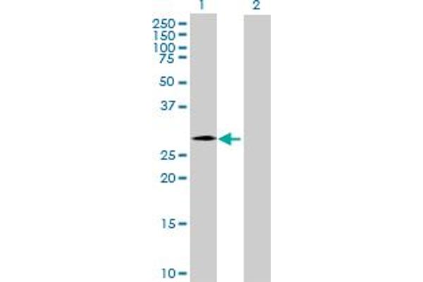 CHMP4C antibody  (AA 1-233)