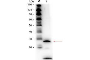 Western Blot of Rabbit anti-Trypsin Antibody Biotin Conjugated. (Trypsin antibody  (Biotin))