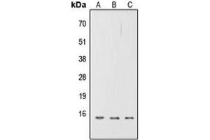 Western blot analysis of CD252 expression in A549 (A), NS-1 (B), H9C2 (C) whole cell lysates. (TNFSF4 antibody  (Center))