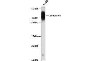 Western blot analysis of extracts of HepG2 cells, using Cathepsin B antibody (ABIN7266148) at 1:1000 dilution. (Cathepsin B antibody)