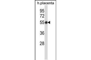 Western blot analysis in human placenta tissue lysates (35ug/lane). (SMARCB1 antibody  (N-Term))