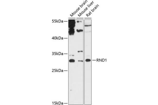 RND1 antibody  (AA 103-232)