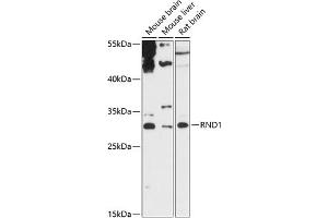 Western blot analysis of extracts of various cell lines, using RND1 antibody (ABIN6128639, ABIN6146997, ABIN6146998 and ABIN6217798) at 1:3000 dilution. (RND1 antibody  (AA 103-232))