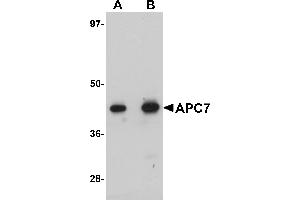 Western Blotting (WB) image for anti-Anaphase Promoting Complex Subunit 7 (ANAPC7) (C-Term) antibody (ABIN1030245) (ANAPC7 antibody  (C-Term))